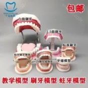 免運+臺灣出貨兒童早教刷牙模型兩倍 幼兒園口腔教學牙齒模型 教具大號仿真牙模