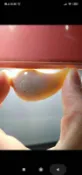 玉琢坊-珊瑚玉墜 菊花玉墜 h6