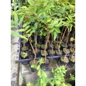慶平花坊-[香椿苗]常綠落葉喬木-2.5吋盆/有「樹上蔬菜」之稱/味道獨特營養價值豐富