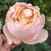 薄紗 瓶插切花 強香 淡米色《四季有花玫瑰園》玫瑰苗 玫瑰盆栽 嫁接樹玫瑰 月季棒棒糖