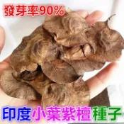 【我愛發芽】新採收 印度小葉紫檀種子 印度紫檀木種子 檀香紫檀種子 發芽率90% 10片果莢約15~25顆100元