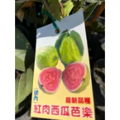 紅肉/四季西瓜  芭樂｜4.5苗植袋～嫁接果樹苗木⋯