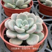 沅鈺農場   多肉植物   夢露交種 / 奶油派（露養植物輕微曬傷）