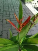 ╭＊田尾玫瑰園＊╯水生植物-(小鳥蕉)6吋70CM200元