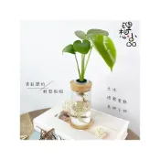 (店+)【理想小品】龜背竹【現貨】龜背芋 水耕盆栽 玻璃圓柱瓶 無土種植 觀葉植物 室內植物 玻璃飾品 創意花盆 盆栽