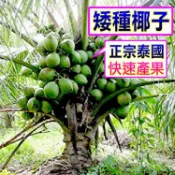 矮種香水椰子王🟡綠椰王苗🟡快速產果+產出高品質椰水🟡適合新手 椰子 矮椰子 矮種椰子 水果苗 樹苗 盆栽 矮生盆栽