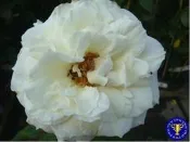 ╭＊田尾玫瑰園＊╯香花植物-(阿姆斯壯)玫瑰