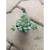 【多肉植物 】蔓蓮 一吋  穩根