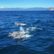 【噶瑪蘭號】賞鯨+環龜山島成人票