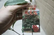╭☆東霖園藝☆╮珍稀桂花** (狀元紅桂花) 桂花*其他品種請詢問