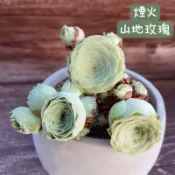 ≡植綠人生≡🌴煙火🌴山地玫瑰│景天科│多肉植物│多肉│玫瑰│山玫│群生│單顆│植栽│盆栽│送禮│