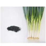 (店+)【蔬菜之家】00D13大包裝D13.寒天大蔥種子9克約4100顆F1葉直立深綠色頸部緊實株型美