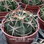 沅鈺農場   仙人掌   凌波