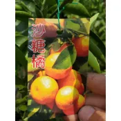李家果苗 沙糖橘 砂糖橘 8吋盆 掛果 高度60-70公分 特價500元 宅配一箱可以寄兩顆