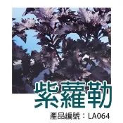 【醬米資材】DIY種子栽種 成就滿滿~紫羅勒
