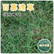 (店+)【天橙種子】百慕達草種子 造粒優級種 500公克裝 狗牙根 美國進口 高發芽率 庭園草坪 快速綠化用 