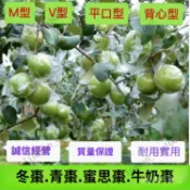 台灣出貨 青棗袋 青棗防蟲袋 蜜棗袋 青棗保護袋 青棗袋子 水果套袋 防蟲 防果蠅 防颳防傷 厚實 加厚款 多規格 百香