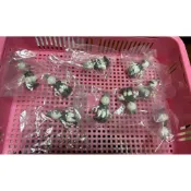 (現貨)(美諾玩具)H25    迪士尼復古積木扭蛋   黛絲