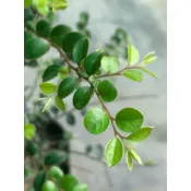 🌸植plant & flower ~ 楓港柿  紫檀  盆景素材  風水植物