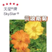 黃波斯 【穗耕種苗】 黃波斯種子 黃波斯菊種子 天星牌 花卉原包裝種子 花語: 野性美、難以接近   新鮮種子