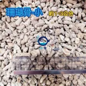麥之龍 《珊瑚骨》珊瑚石 海水造景 水草缸造景 珊瑚沙  貝殼砂 造景 底砂 海水 園藝 過濾 穩定PHQQ魚