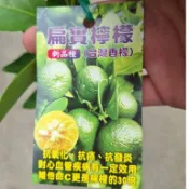 『扁實檸檬』又稱台灣香檬，台灣的原生種檸檬，是健康保養聖品／嫁接檸檬苗／5吋盆