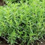 台灣現貨 香草種子（250粒）四季種植 多年生  夏香薄荷 香草種籽 室內外陽台盆栽四季播種 驅趕蚊蟲易種植