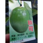 卉迎園藝 秋可酪梨嫁接苗（A)高度25公分/水果樹苗/新興果樹