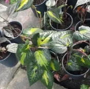 蔓性垂掛  **  斑葉胡椒  ** 5吋盆/高15-20cm   觀賞用非食用【花花世界玫瑰園】
