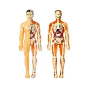 【STEM CELLS】人體全身解剖DIY模型 骨骼與器官（人體科教/STEM學習/益智早教/科教啟蒙/醫學）
