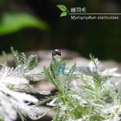(店+)發光草（水上葉）(AC草影)