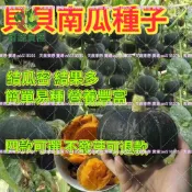 日本貝貝南瓜種子 迷你栗子南瓜 小南瓜 寶寶南瓜 家庭菜園 陽台盆栽 爬藤植物 瓜果種子 蔬菜種子 有機栽培 家庭農場
