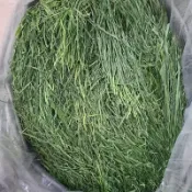 【牧草天堂randy-liu】幼寵開食陸龜牧草精選嫩質草源甜小麥草燕麥草苜蓿提摩西一割二割百慕達萌寵牧草適天竺鼠豚鼠兔子
