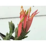 鳳凰花園～新鮮現採優遁草、沙巴蛇草、鱷嘴花枝條$10