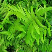 過貓（ 過溝菜蕨） 容易 栽培，   可食用美味，養身野菜