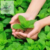 青禾園藝（薄荷種子大全）超低價 四季種植易活種孑室內驅蚊 食用薄荷 可趕蚊 (種子)  小盆栽貓薄荷種子花種籽子 多年生