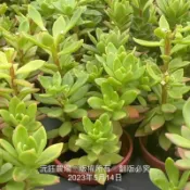 沅鈺農場   多肉植物   一吋盆/玫瑰景天