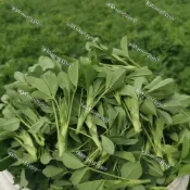台灣現貨 苜蓿種子（500粒）四季種植  苜蓿芽種子 苜蓿種子 苜蓿芽菜種子 芽菜種子 苜蓿芽菜種子 木宿芽種子 種子