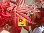 ╭☆東霖園藝☆╮楓槭-日本紅楓--(出猩猩)--新芽為鮮紅