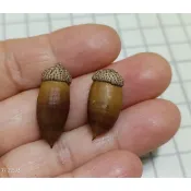 太魯閣櫟-已乾燥，手作或收藏用（單顆價）