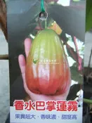 🙏勿直接下標 香水巴掌蓮霧 蓮霧樹 巴掌蓮霧 蓮霧樹苗 巴掌石蓮霧盆栽 巨無霸蓮霧 香水蓮霧 大果蓮霧 不是 子彈蓮霧