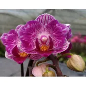 蝴蝶蘭變異株 Phal. Sogo Vivien “ Peloric“ 薇薇安三唇變異，售2.5吋無梗苗