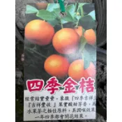 頂耀園藝 四季金桔苗 高度約30-40公分