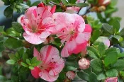 【優勢】日本皋月杜鵑苗木~品種名(紅梅錦)