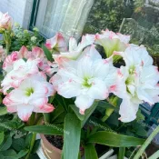 今年新種球【多種朱頂紅種球】孤挺花球根 朱頂紅四季開花多年生 室內外四季種植開花 辦公室綠植盆栽 耐寒耐熱