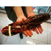 【禧福水產】活凍加拿大波士頓龍蝦/高壓波龍◇$特價499元/450g±10◇最低價鐵板燒日本料理居酒屋燒烤餐廳