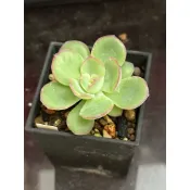 R20 晨露 熊多肉植物6.19