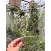 【空鳳の窩🏠】女王頭·空氣鳳梨（大小顆都有～）