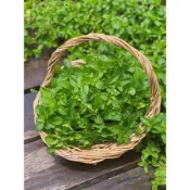 特惠精選【台湾出货】薄荷種子 清香香草植物 可食用可驅蚊 調味料 泡茶飲用 沙拉 甜點 藥用 四季盆栽 好養易活