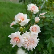玫瑰花苗（梅爾的遺產）月季 薔薇 玫瑰花 3~4吋盆